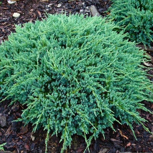 Borievka šupinatá (Juniperus squamata) ´BLUE CARPET´ - priemer rastliny 50-30 cm, výška 10-15 cm, kont. C3L